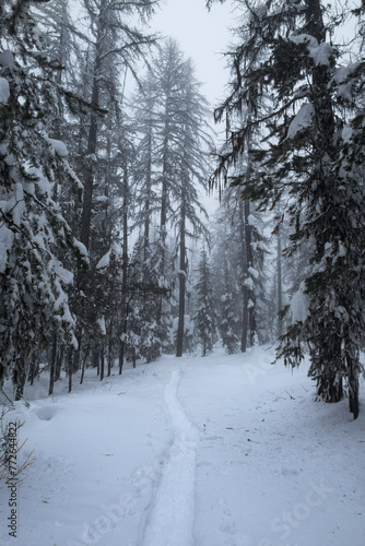 Photography Snowshoe trail after recent snowfall, near Oliver, BC