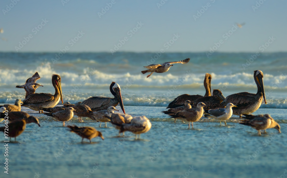 Brown Pelicans and California Gulls at Rosarito Beach, Baja California Brown Pelicans and California Gulls at Rosarito Beach, Baja California