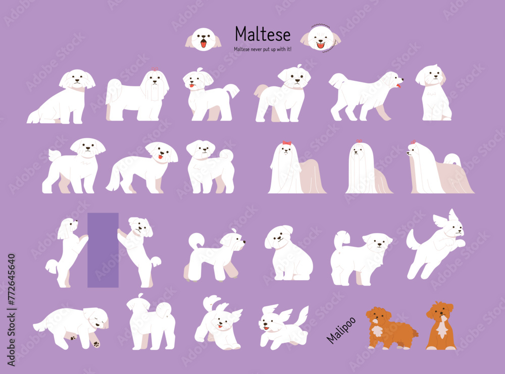 A collection of various Maltese actions and poses. flat vector illustration.