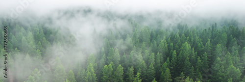 grass in the fog
