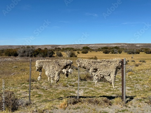 Cuera de oveja secando en cerco de campo patagonico  photo