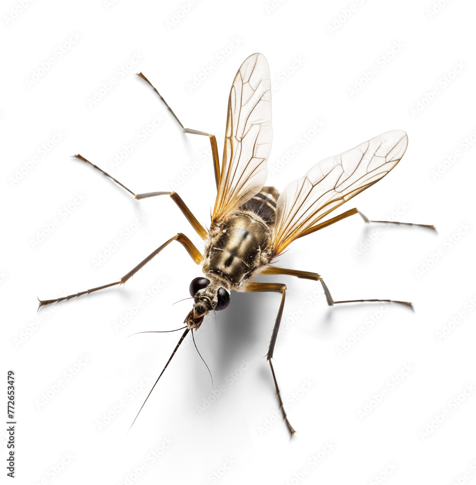 Mosquito, top view on isolated transparent background