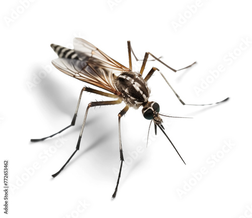 Mosquito with transparent background