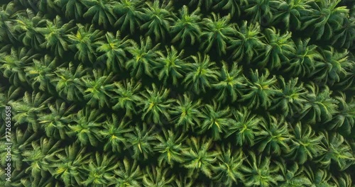 Aerial footage of coconut tree field photo