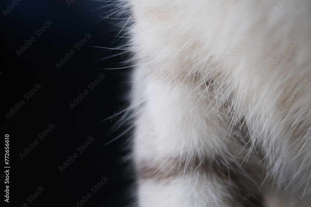 Fototapeta premium Close up shot of stray cat