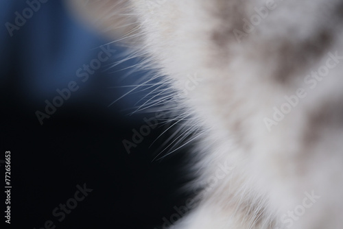 Fototapeta Naklejka Na Ścianę i Meble -  Close up shot of stray cat