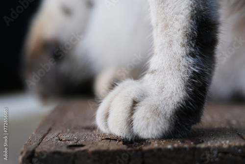 Close up shot of stray cat © taffpixture