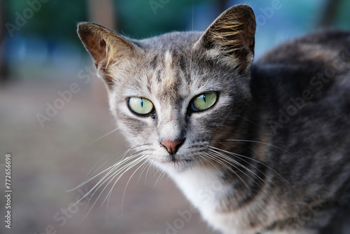 Close up shot of stray cat © taffpixture