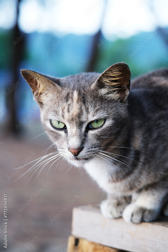 Close up shot of stray cat