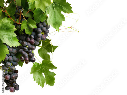 A cluster of ripe, deep purple grapes hangs from a vine. Isolated, transparent png. Copy space. Add your own background.