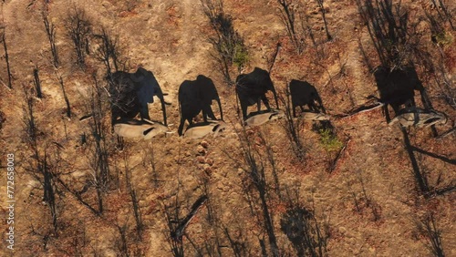 An aerial perspective capturing a group of elephants moving through a parched woodland landscape with sparse grass and trees