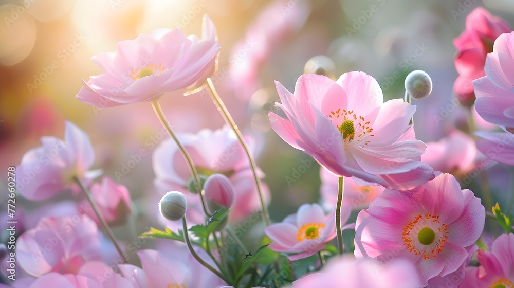 Floral delicate natural background. Lots of pink Chinese or Japanese anemone flowers in nature in sunlight with soft focus. Filled full frame picture.