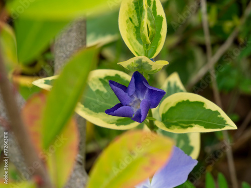 道端に咲くツルニチニチソウの花 photo