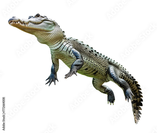 Crocodile swimming on isolated transparent background