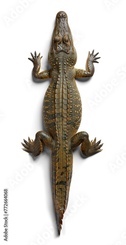 Obraz na płótnie Top view of an alligator on isolated background w salonie