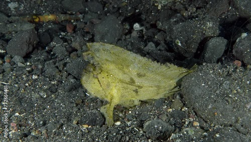  A yellow scorpion fish sits on the rocky bottom of a tropical sea and sways from side to side. Leaf scorpionfish (Taenianotus triacanthus) 10 cm. Extremely variable in color. photo