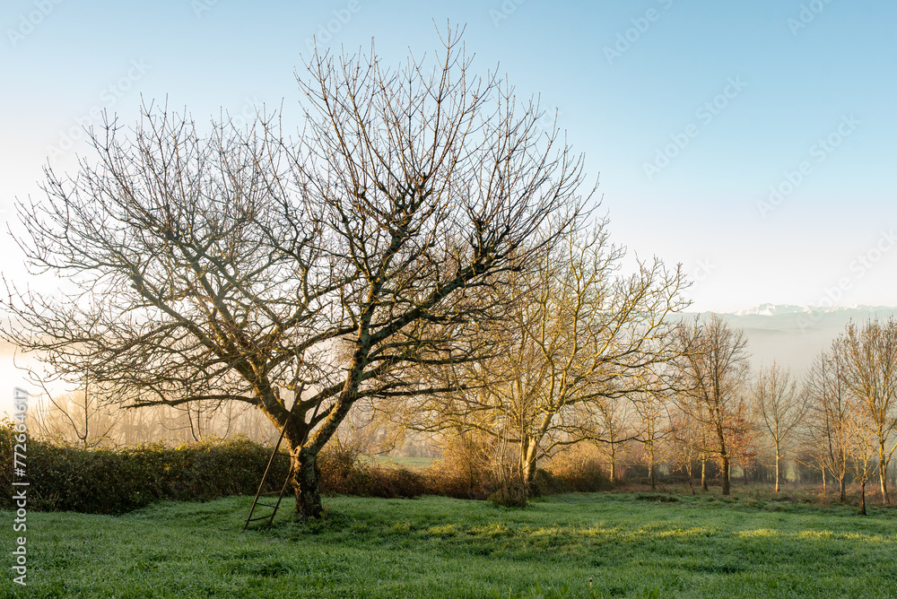 Fruit trees in morning sun during winter Fruit trees in morning sun during winter
