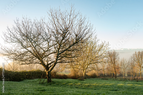 Fruit trees in morning sun during winter