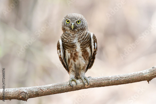 Spotted owlet perched on a branch of tree in the forest.