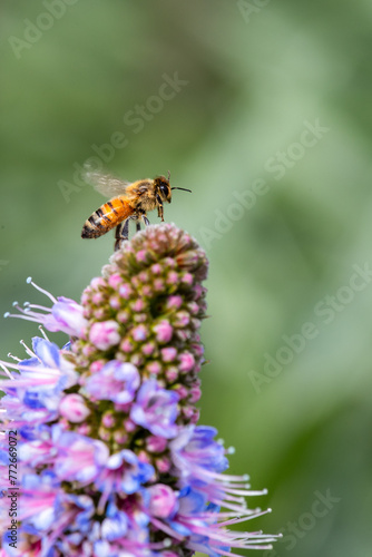Closeup of flying bees with flowers