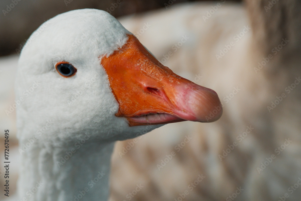American pallid goose (American Buff goose), Argentina American pallid goose (American Buff goose), Argentina