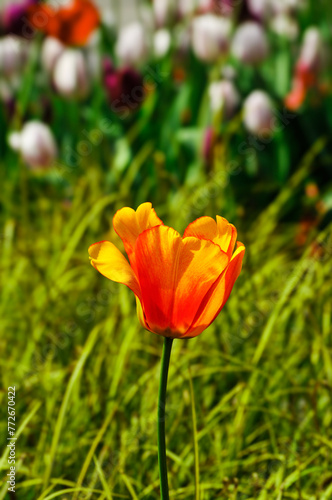 blossoming tulips in spring