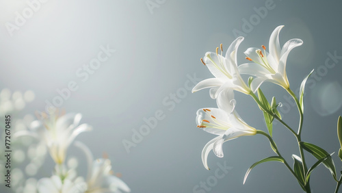 White lily flowers on a light background. Floral background.