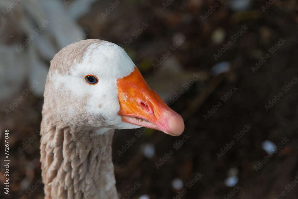 American pallid goose (American Buff goose), Argentina
