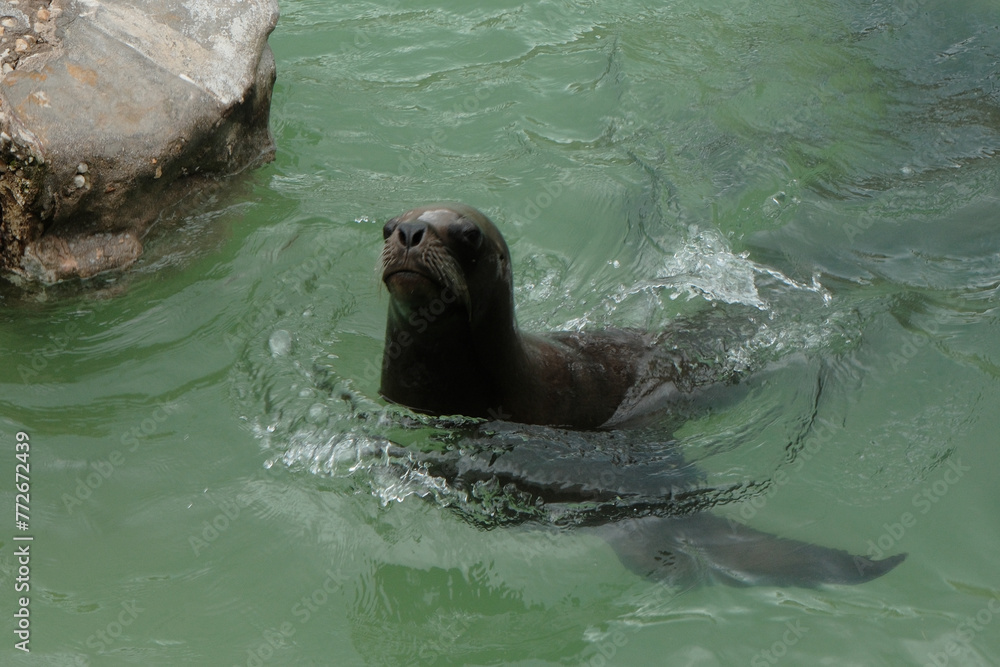 Obraz premium southern sea lion on the Atlantic Ocean, Mar Del Plata, Argentina, 25.03.2024