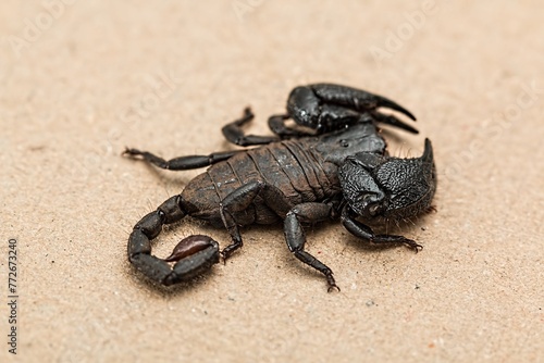 The scorpion is a venomous arachnid with a segmented body, a pair of pincers, and a curved tail with a stinger.