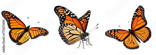 Conjunto de Lindas borboletas  Monarca voando,borboleta laranja, amarela e preto em voo isolada em um fundo transparente. photo