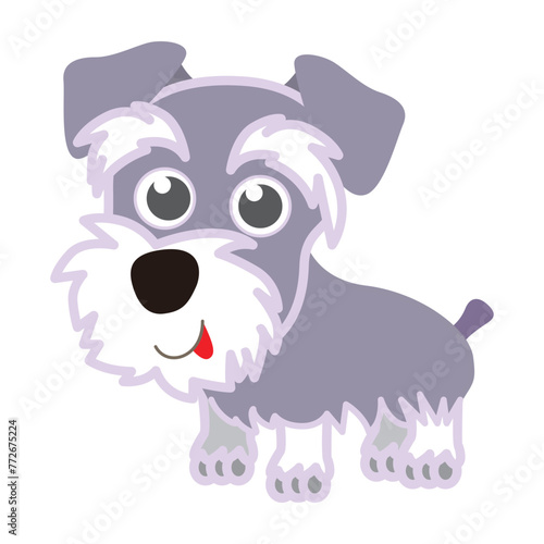 Cute schnauzer