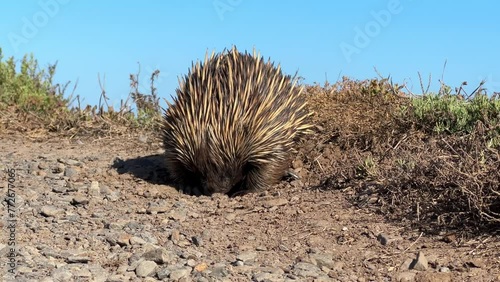 An echidna or spiny anteater digging for and eating ants along the coastline of the Fleurieu Peninsula in South Australia in 4k video footage