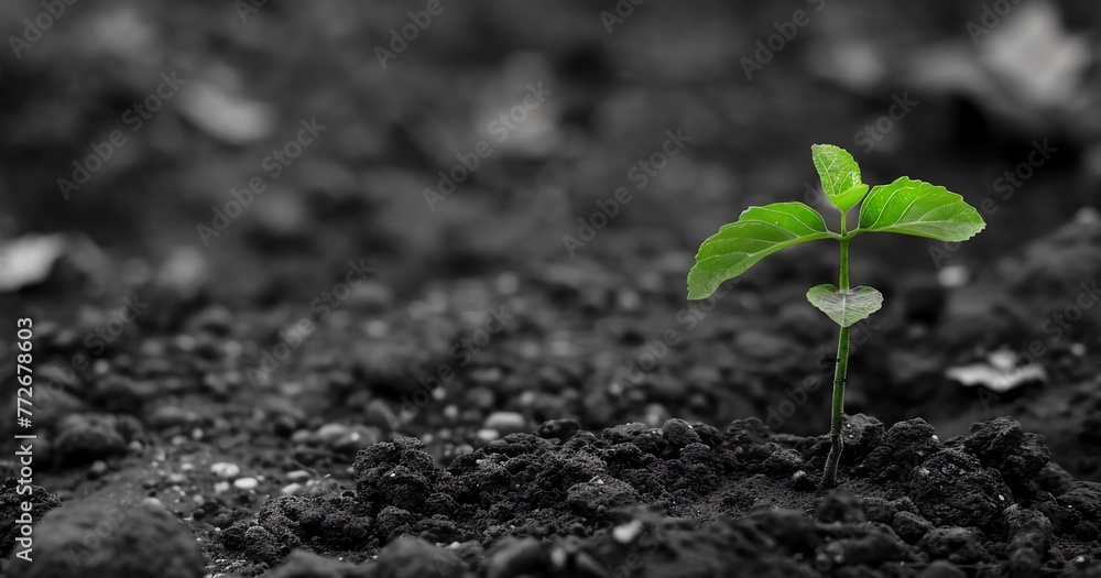 Naklejka premium Side view. A green sapling emerges from the soil. In black and white tones.
