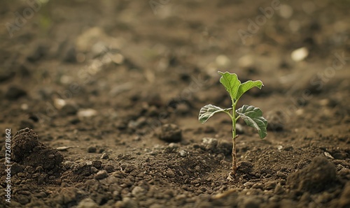 A tender green sapling emerges from the brown soil.