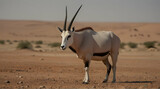 Arabian Oryx in their Natural Habitat at Shaumari Reserve, Jordan.generative.ai