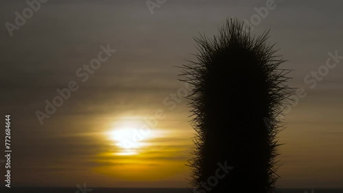Thorny Leucostele Atacamensis Cactus At Sunset In Isla Incahuasi, Salar de Uyuni, Bolivia. - close up shot photo