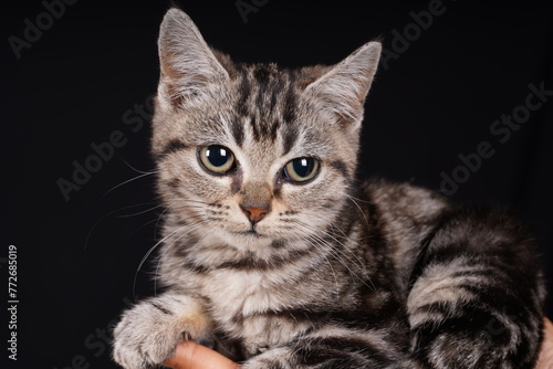 Fototapeta Naklejka Na Ścianę i Meble -  A cute little cat in the background
