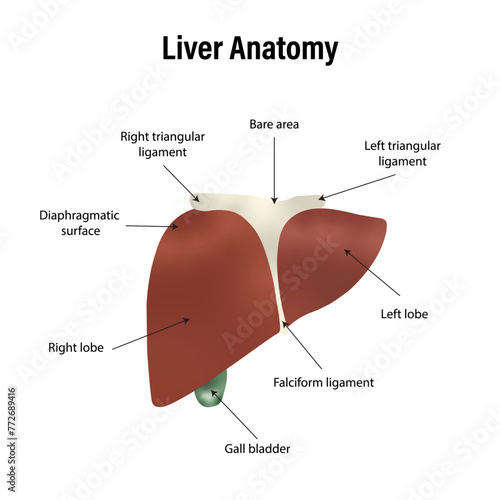 Liver Anatomy Labeled Diagram
