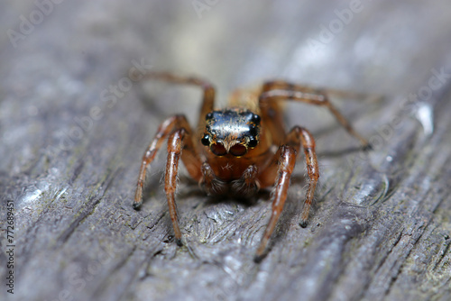 Front portrait of Plexippoides doenitzi jumping spider (Natural+flash light, macro close-up photography)