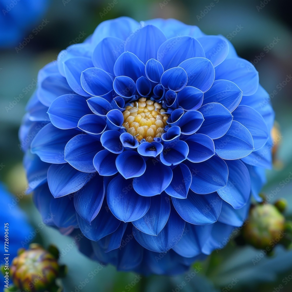 Close-up view of a stunning blue dahlia flower showcasing its intricate petal structure and vibrant colors in a natural setting.
