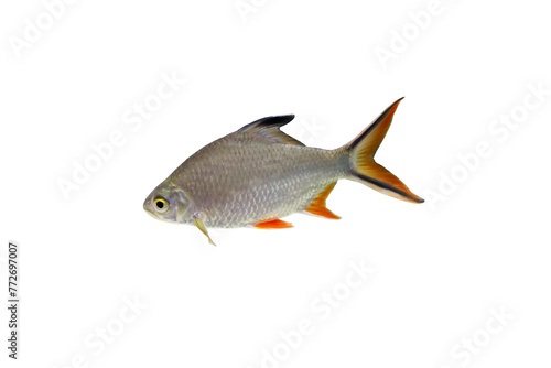 Close-up view of Barbonymus altus fish isolated on a png file with transparent background.