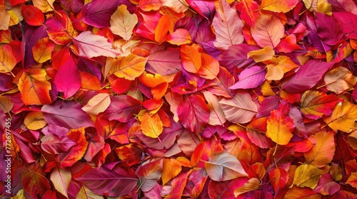 The vibrant fiery colors of autumn leaves
