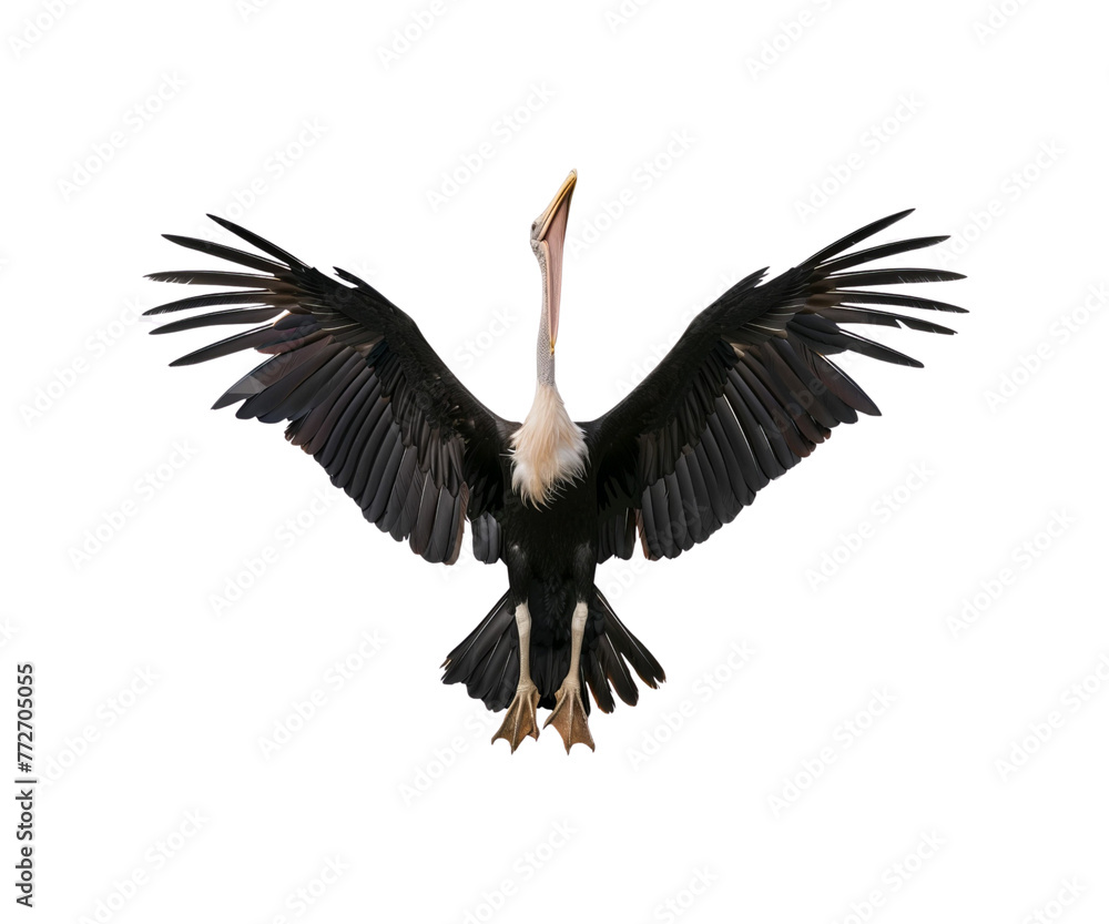 Obraz premium A_large_bird_with_a_long_beak_and_wide_spread_wings