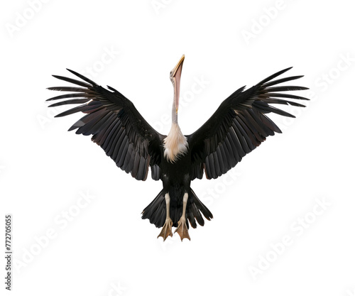 A_large_bird_with_a_long_beak_and_wide_spread_wings