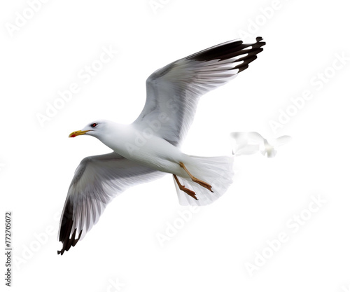 seagull in flight © I Love Png