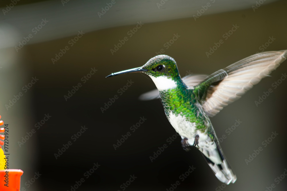 Fototapeta premium Hummingbird sucking nectar from a frreder , in the yard