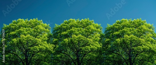 Green Spring Trees Against Blue Sky  Background Banner HD