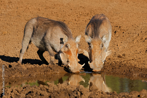 Two warthogs (Phacochoerus africanus) drinking at a muddy waterhole, Mokala National Park, South Africa.