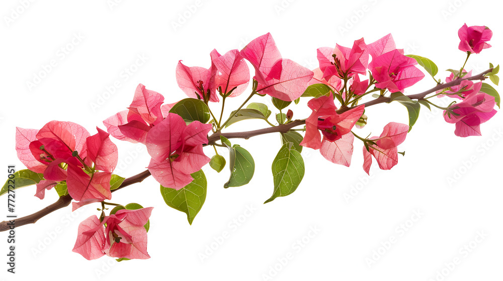 pink orchid isolated on white , generative ai